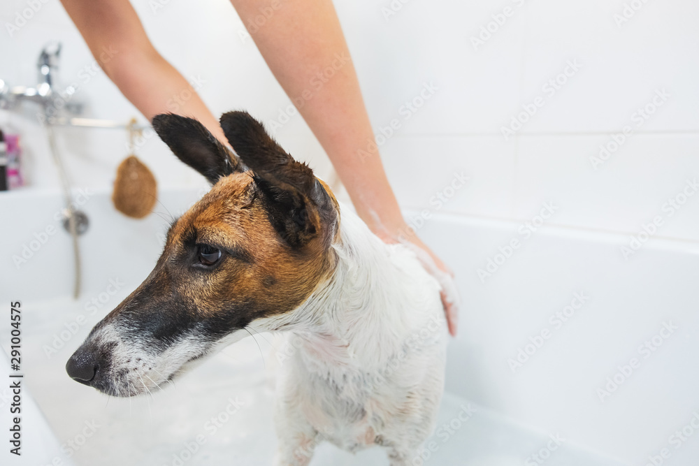 Cleanliness in Domestic Animals The Role of Human Intervention